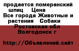 продается померанский шпиц  › Цена ­ 35 000 - Все города Животные и растения » Собаки   . Ростовская обл.,Волгодонск г.